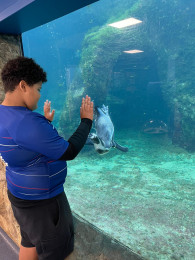 Oceanarium visit - curriculum enrichment links.